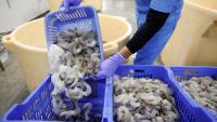 Pakistan’s seafood exports hit record $568mn as ministry pushes shrimp farming expansion