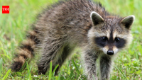 Scientists tested raccoons with a nine-way puzzle they kept solving after food was gone