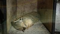 Wolf linked to attacks on joggers near Athens captured