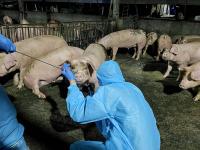 Pig farms urged to heed rules about feed