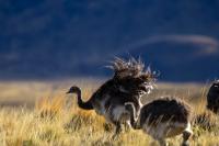 These women are bringing Darwin’s rheas back to Chilean Patagonia