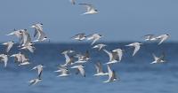From birdwatchers to scientists