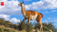 15 guanacos were taken to a remote Falklands island in the 1930s; their descendants kept their genetic diversity through two severe population crashes