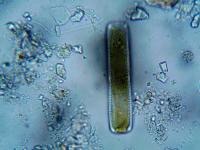 Scientists Report Smallest-Ever Archaeal Genome: Cell Encodes Fewer Proteins Than Many Viruses