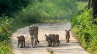 World's wildlife down 73% since 1970, but India's big cats defy the slide