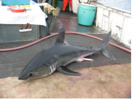 Canada Proposes Endangered Listing for Porbeagle Shark After Audit Exposed 22-Year Bias