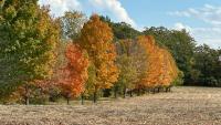 Foliage colors at peak in central Maine this weekend