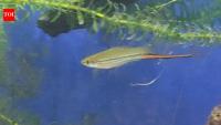 Scientists let swordtail fish choose their mates for nine generations; males kept picking larger females while female preferences varied