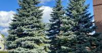 Homegrown NH: Want healthy evergreens? Try something other than blue spruce