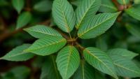 Ethiopian Tree Leaves Help Grow Antibacterial Zinc Oxide Nanocomposites