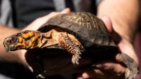 How Maryland is fighting back against the illegal turtle trade