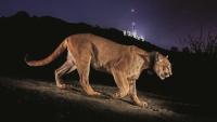 Photojournalist Steve Winter on his iconic Hollywood puma image, the illegal tiger trade and having a black panther knock on his door