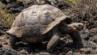 Giant tortoises in Seychelles now outnumber the human population on the island