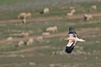 International project to secure a safer flyway and restore the Egyptian Vulture in the Balkans
