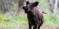 Wild boar repeatedly damage retiree’s garden in northern France: how to protect yours