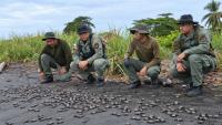Working on Sea Turtle Conservation: Panama Opens a Hatchery at Playa Veracruz