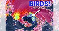 Radar confirms birds caught in the eye of Hurricane Isaias as it approaches Florida
