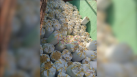 Suriname unloads disputed Guyana rice shipment as importer seeks its return