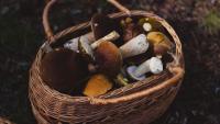 Romanian mushroom pickers raise concerns in Suchedniów forests. Are they exporting mushrooms for sale abroad?