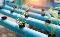 Scientists Find Ancient Microbial Blueprint to Slash Agricultural Chemical Pollution