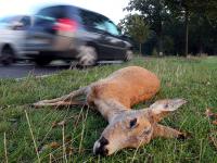 Swiss drivers warned as wildlife collisions increase in autumn