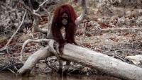 Indonesia's orangutans in danger as wildfires continue
