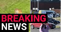 Man dies from serious injuries after ‘jumping into tiger enclosure’ at wildlife park