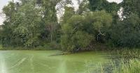 Risks from cyanobacteria toxins explored by NH researchers