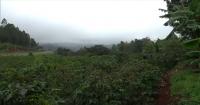 Unreliable weather creating mental health issues for Kenyan farmers
