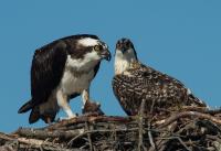 ‘They’re the base of the food chain:’ Osprey population on Atlantic Coast is at alarming levels, scientists say