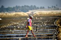Rising pesticide, chemical fertiliser use creating major environmental concern in Bangladesh