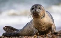 Kazakhstan calls on to join efforts to preserve Caspian seals