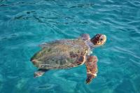 WWF: Sea Turtles Rebound in Greece as Global Wildlife Decline