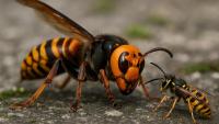 Hornet Infestation Wipes Out Hives in Northern Morocco