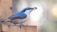 Goodbye Traditional Bird Baths: The 3-In-1 Feeder At Lowe's That Adds Beauty To Your Garden