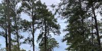 Over 16,000 customers in Dothan remain without power