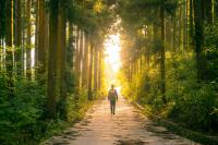 Forest Bathing Sounds Like a Wellness Gimmick. Here Is What the Japanese Practice Does to Your Body