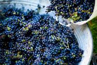 The Best Way to Experience a Wine Harvest Is to Crush the Grapes Yourself