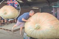 Farmer grows world’s heaviest pumpkin weighing massive 2,856 pounds