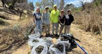 Volunteers work to remove invasive plants in the Pacific Palisades before El Niño-driven rains