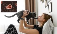 America's pet cats often infected with 'beaver fever' that transmits to humans, scientists warn