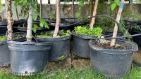 Loudoun County nursery donates 1,000 native plants to help communities flourish For more than a century, a greenhouse in Purcellville, Virginia, has delighted green thumbs with native plants that allow Northern Virginia gardens to transform