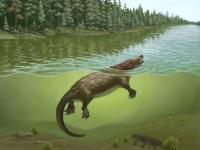 Scientists discover largest known Jurassic docodont mammal relative in China
