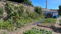 Irish gardening expert shares key ways to save money and grow more plants in your garden