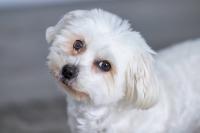 Picky Maltese Insists on Eating One Piece of Kibble at a Time With an Audience