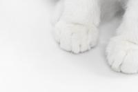 Maine Coon Mom’s Majestic Kittens Look Like Tiny Statues From Another Era