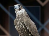 World's most expensive Mongolian falcon sold for SR1.4m