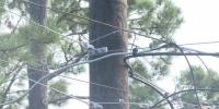 Tallahassee crews work to restore power after Hurricane Isaias