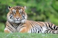 Man killed by tiger in England after entering enclosure at wildlife park