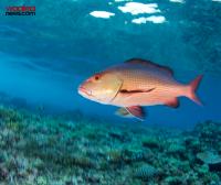 Election 2026: National Promises New Marine Reserves, $20 Million Fisheries Fund and Tougher Fishing Rules